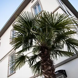 Le Palme Pensión